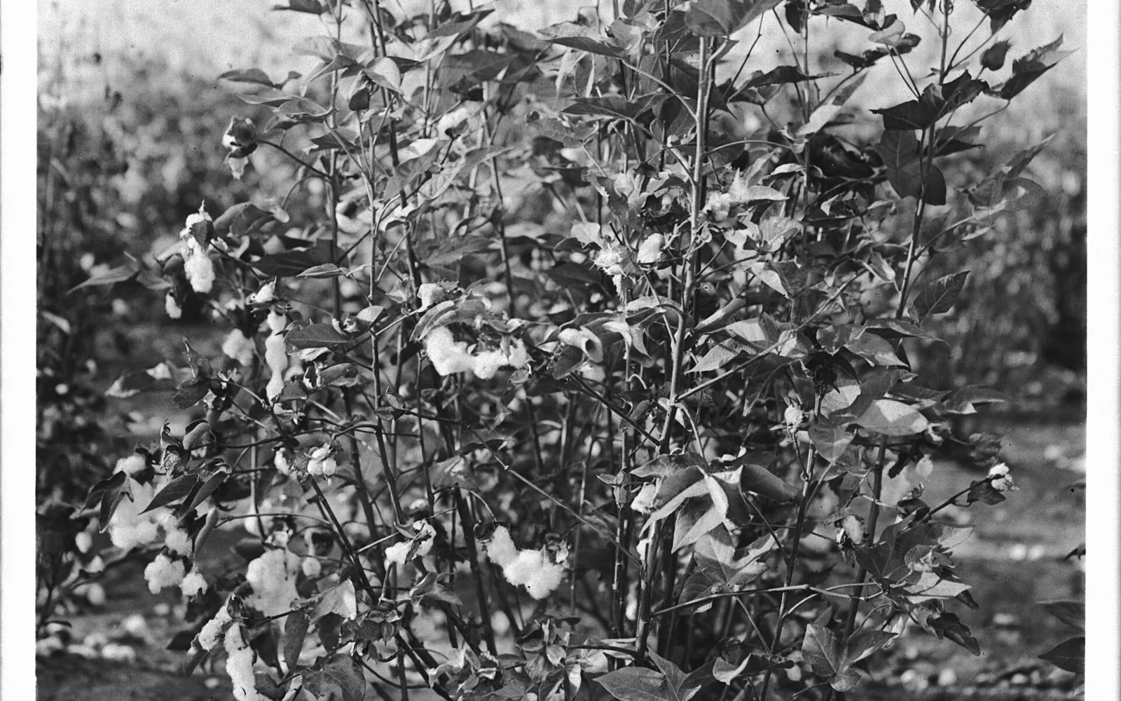 Historic photograph of a cotton plant from Calexico, Imperial County, circa 1925.